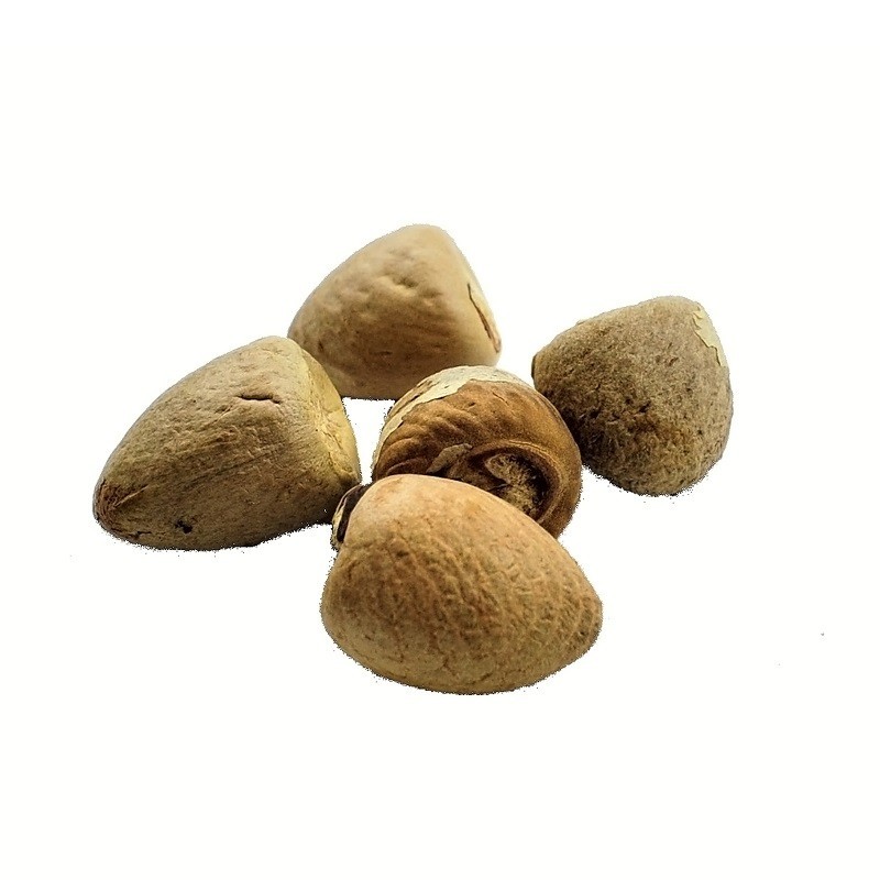 Satvik Whole Pooja Supari (Betel Nut):  1 packet contains 5 pieces. Betel Nuts for Puja.