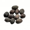 Satvik Natural Raw Kamal Gatta (Lotus Seeds) For Prayers, 11 pieces. Kamalgatta is used for Laxmi Pooja, Havan & other Hindu Rit