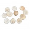 Satvik Natural Gomti Chakra, Gomati Chakra, Vishnu Chakra for Lakshmi Puja (11pcs)